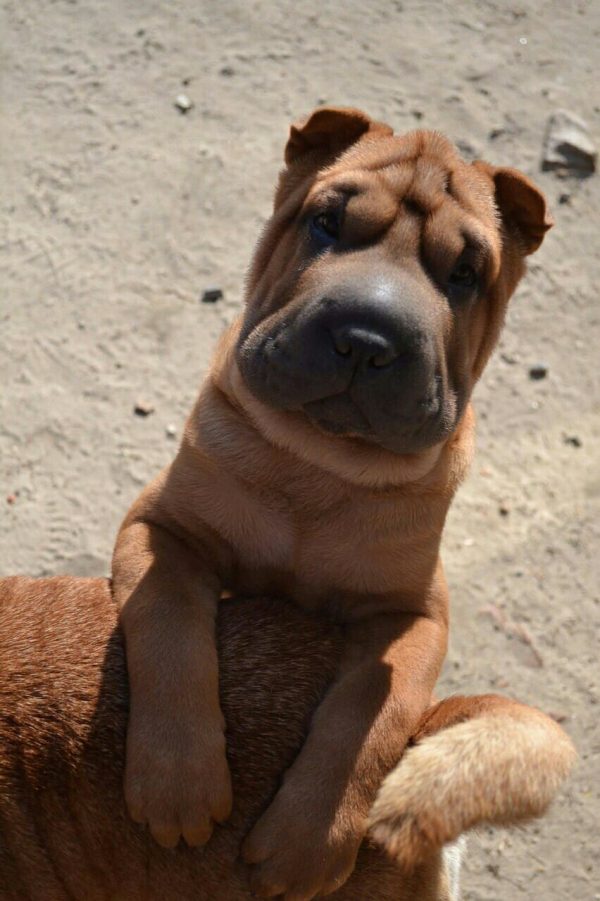 Edvin Shar Pei Edvin Shar Pei