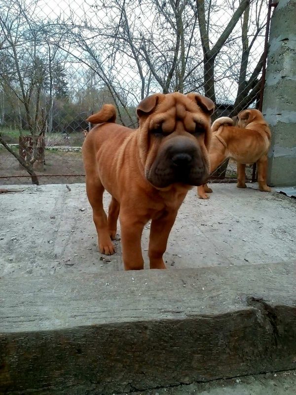 Edvin Shar Pei Edvin Shar Pei