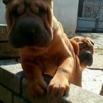 Edvin-male-Shar-Pei-puppy-for-sale (3)
