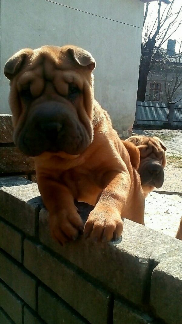 Edvin Shar Pei Edvin Shar Pei