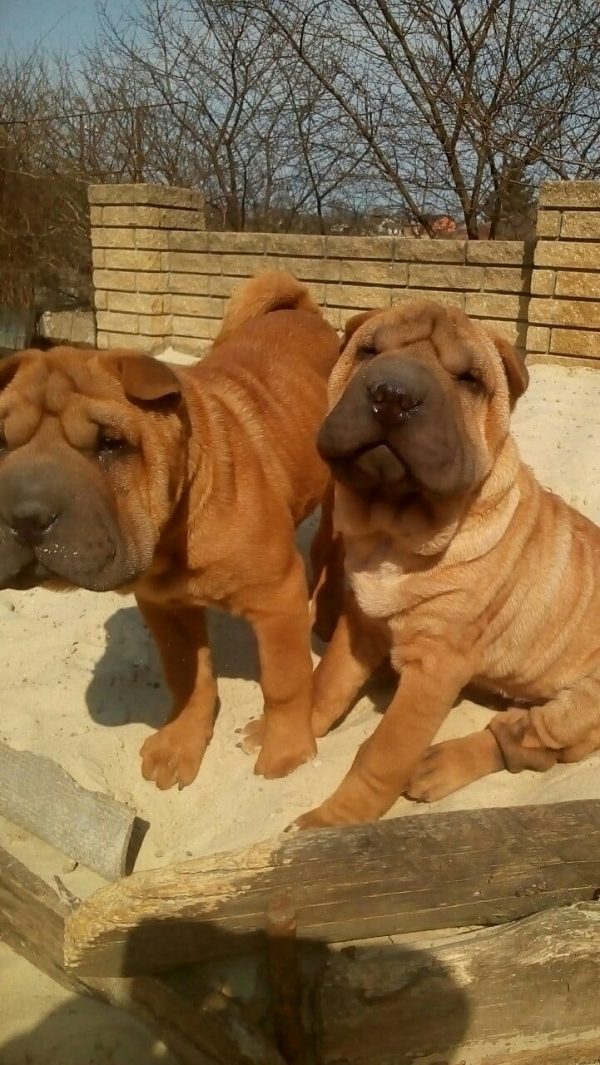 Edvin Shar Pei Edvin Shar Pei