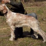 Mishel-female-English-Setter-puppy-for-sale (1)