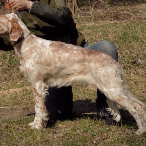 Mishel English Setter