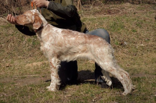 Mishel English Setter Mishel English Setter