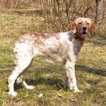 Mishel-female-English-Setter-puppy-for-sale (2)