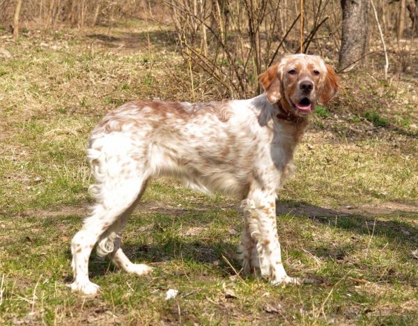 Mishel English Setter Mishel English Setter