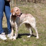 Mishel-female-English-Setter-puppy-for-sale (3)