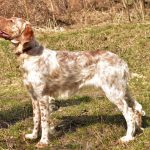 Mishel-female-English-Setter-puppy-for-sale (4)