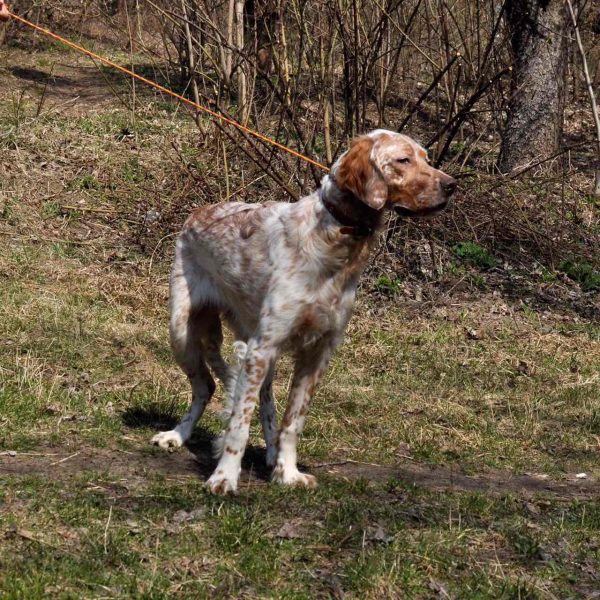 Mishel English Setter Mishel English Setter