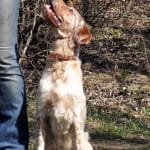 Mishel-female-English-Setter-puppy-for-sale (7)
