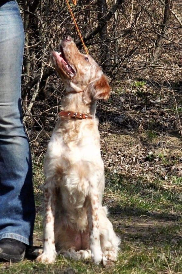 Mishel English Setter Mishel English Setter