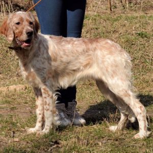 Mishel English Setter