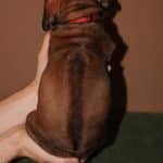 Penny-female-Rhodesian-Ridgeback -puppy-for-sale03