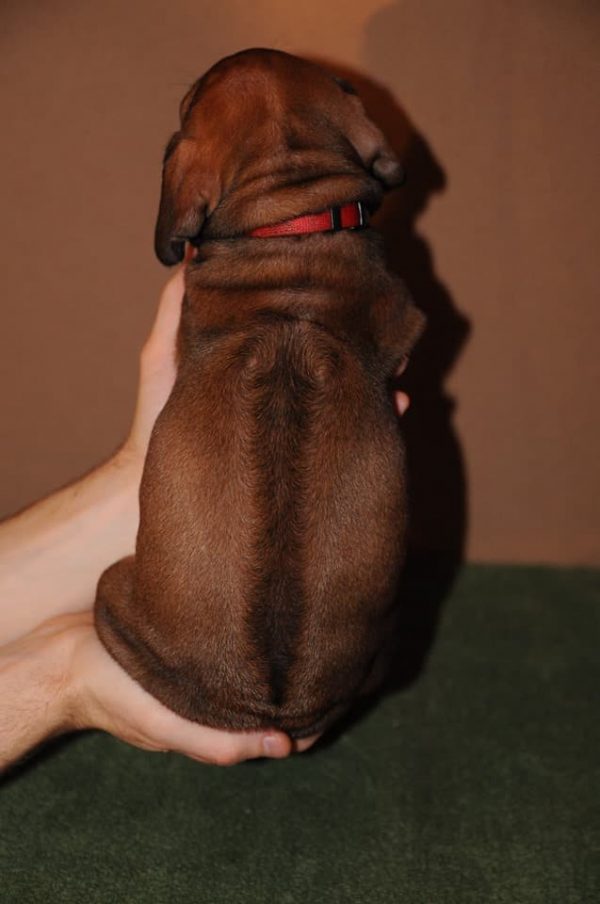 Penny Rhodesian Ridgeback