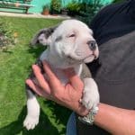 gucci-male-american-bully-puppy-for-sale01