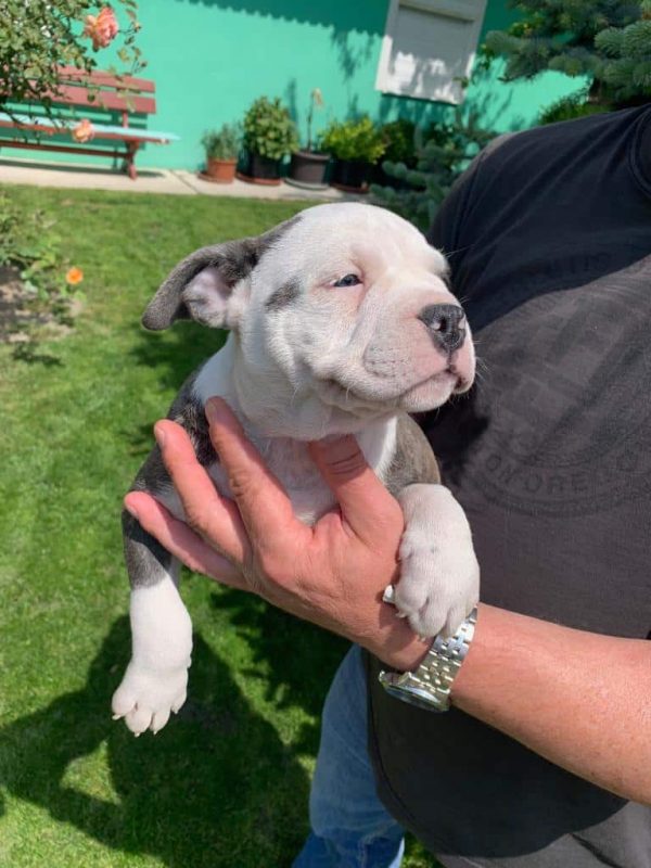 Gucci American Bully