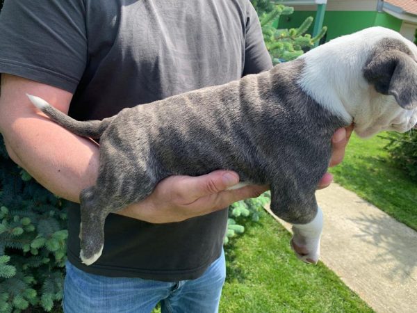 Gucci American Bully