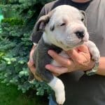 gucci-male-american-bully-puppy-for-sale03
