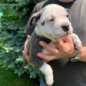 Gucci American Bully