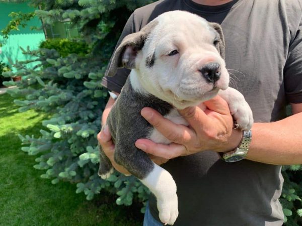 Gucci American Bully