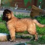 molly-female-tervueren-puppy-for-sale-4
