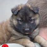 molly-female-tervueren -puppy-for-sale01