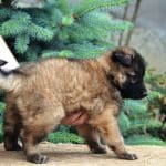 molly-female-tervueren -puppy-for-sale02