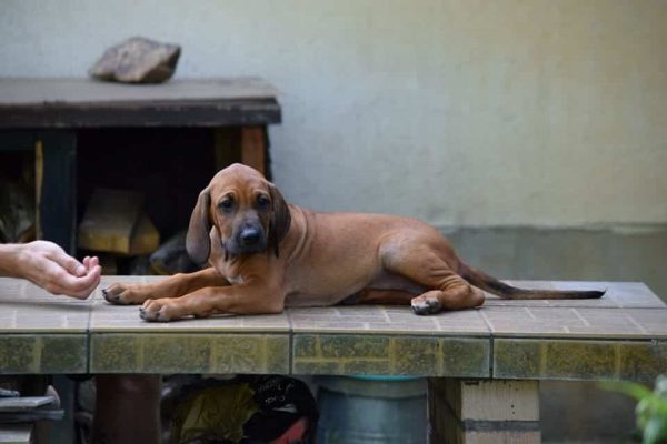 Penny Rhodesian Ridgeback