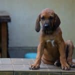 penny-female-rhodesian-ridgeback-puppy-for-sale-7