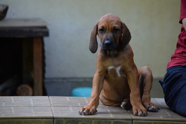 Penny Rhodesian Ridgeback