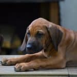penny-female-rhodesian-ridgeback-puppy-for-sale-8