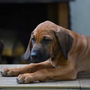 Penny Rhodesian Ridgeback