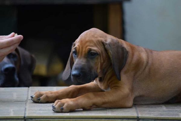 Penny Rhodesian Ridgeback