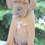 ollie-male-Dogue-de-Bordeaux-puppy-for-sale02