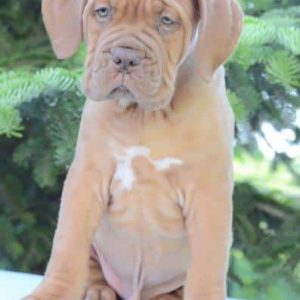 Ollie Dogue de Bordeaux