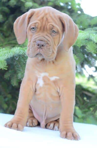 Ollie Dogue de Bordeaux