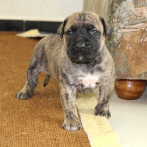 Blake Presa Canario