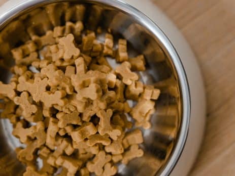 Dog Food Allergies NewDoggy.com blog