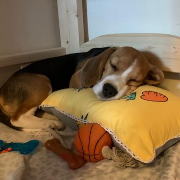 Puppies for sale reference testimonial