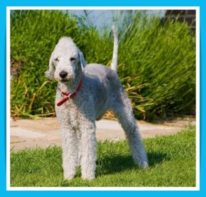 bedlington-terrier