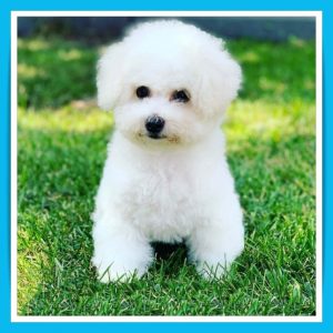 bichon-frise