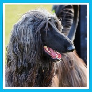 afghan-hound