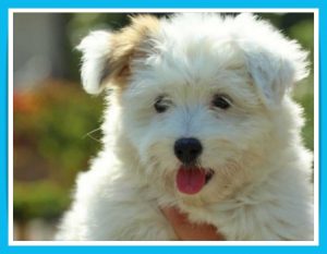 coton-de-tulear