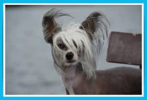 chinese-crested