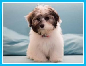 havanese