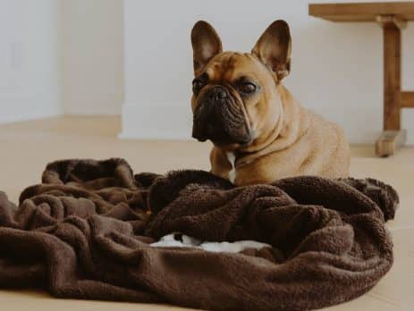 Addison’s disease in dogs blog NewDoggy.com