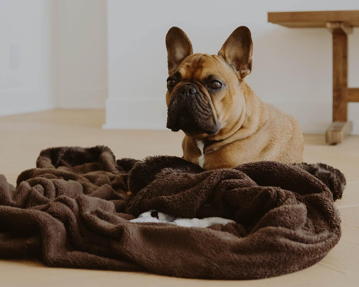 Addison’s disease in dogs blog NewDoggy.com