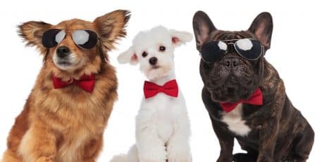 Most beautiful dog breeds blog NewDoggy.com