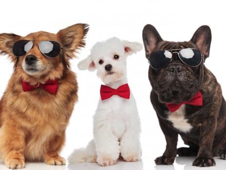 Most beautiful dog breeds blog NewDoggy.com