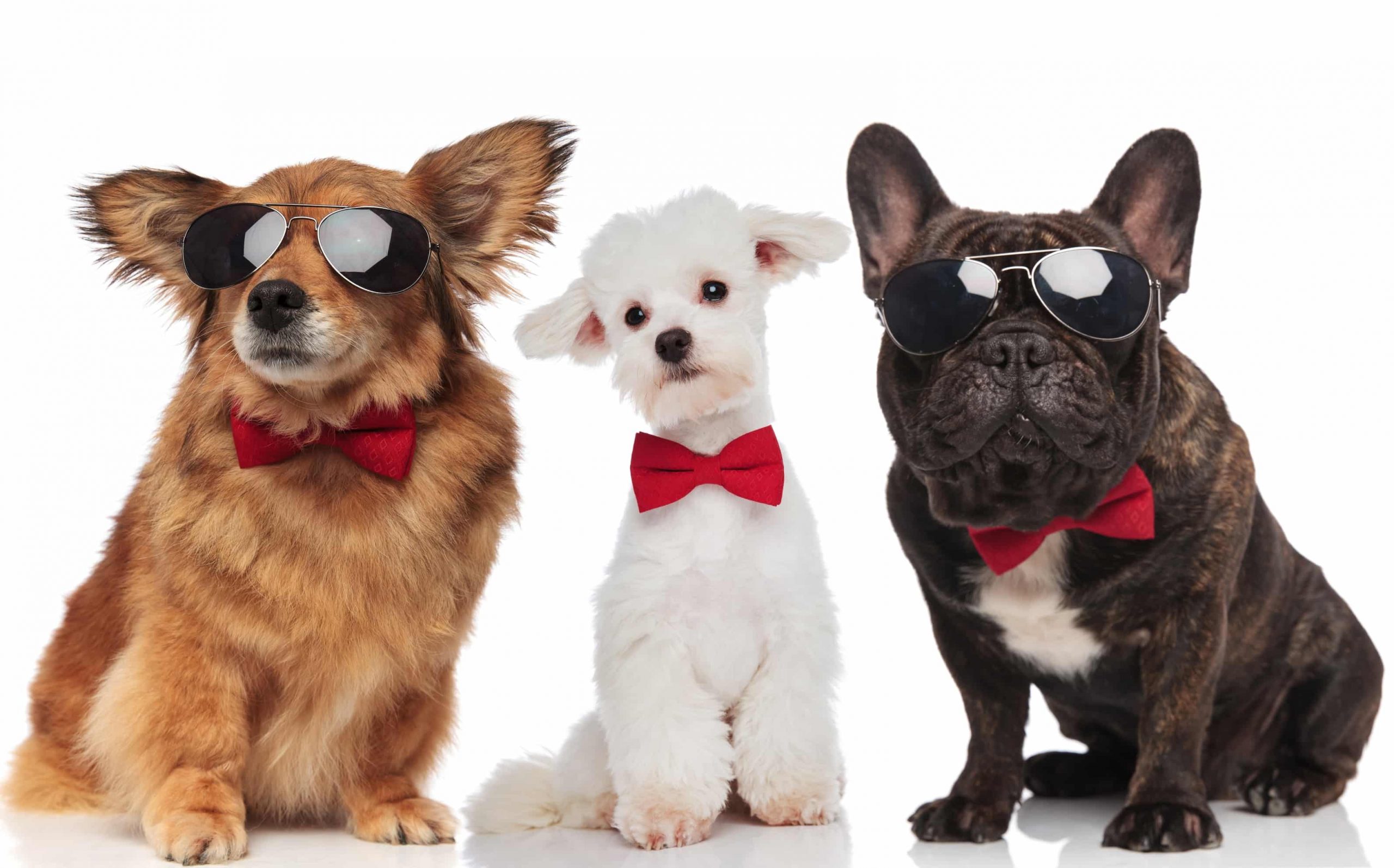 Most beautiful dog breeds blog NewDoggy.com